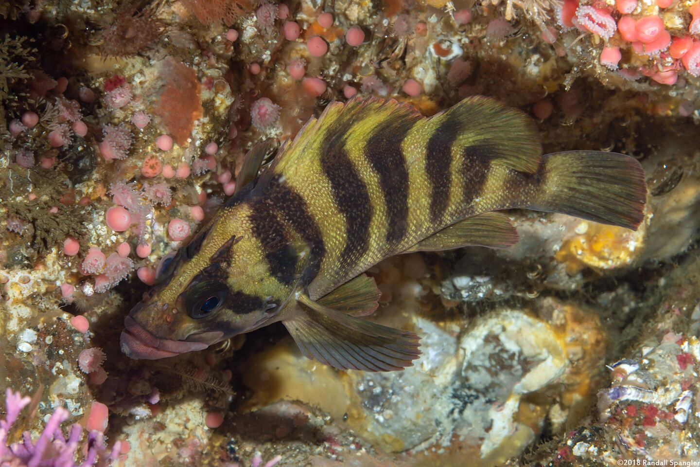 Sebastes serriceps (Treefish)
