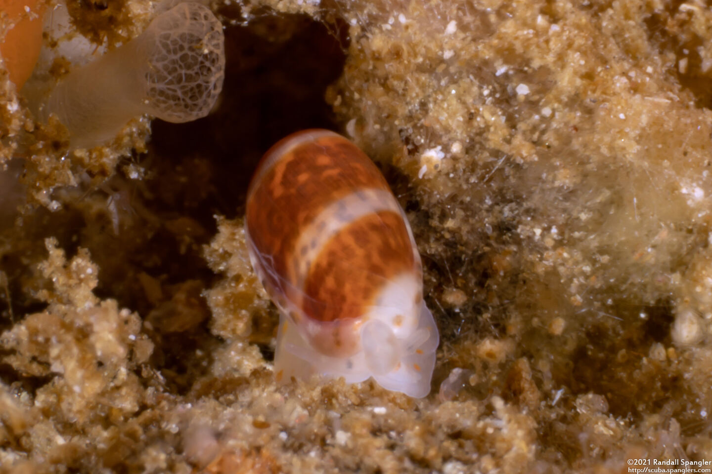 Volvarina taeniolata (Banded California Marginella)