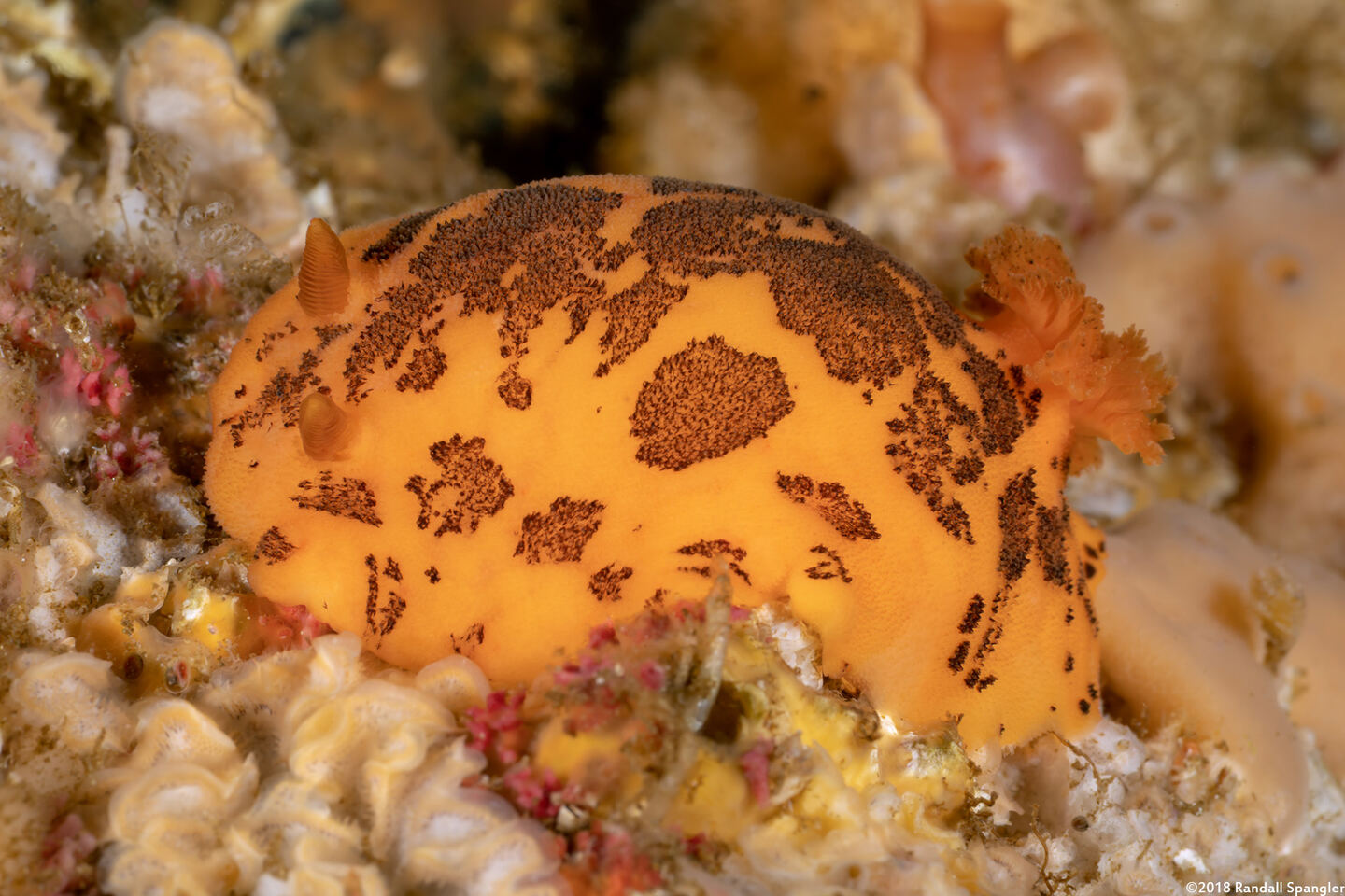 Peltodoris mullineri (Mulliner's Dorid)
