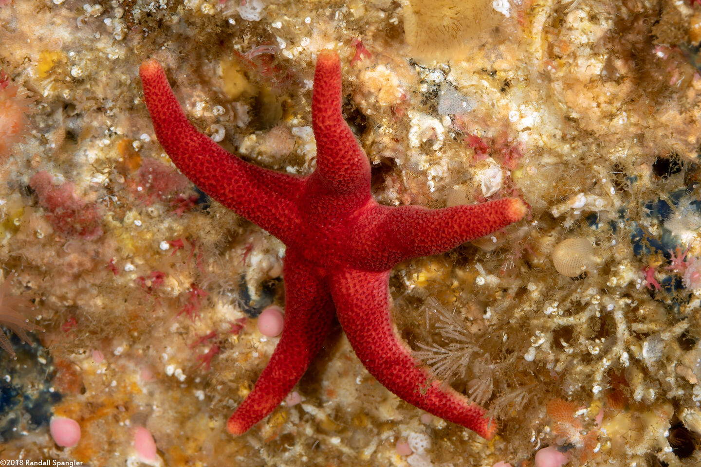 Henricia leviuscula (Blood Star)