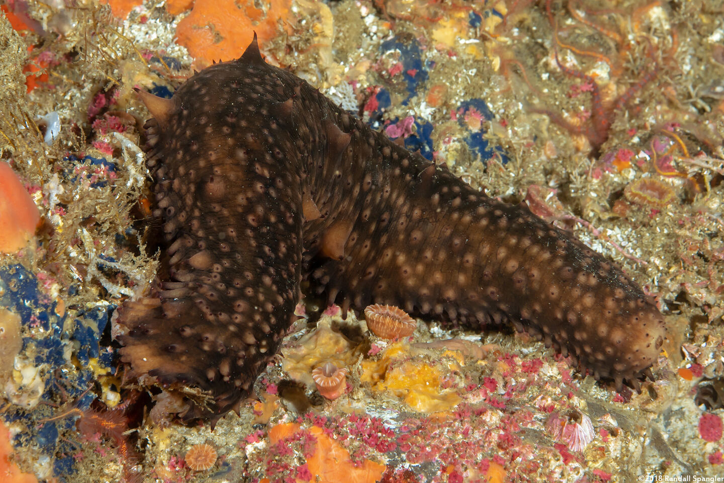Apostichopus parvimensis (Warty Sea Cucumber)