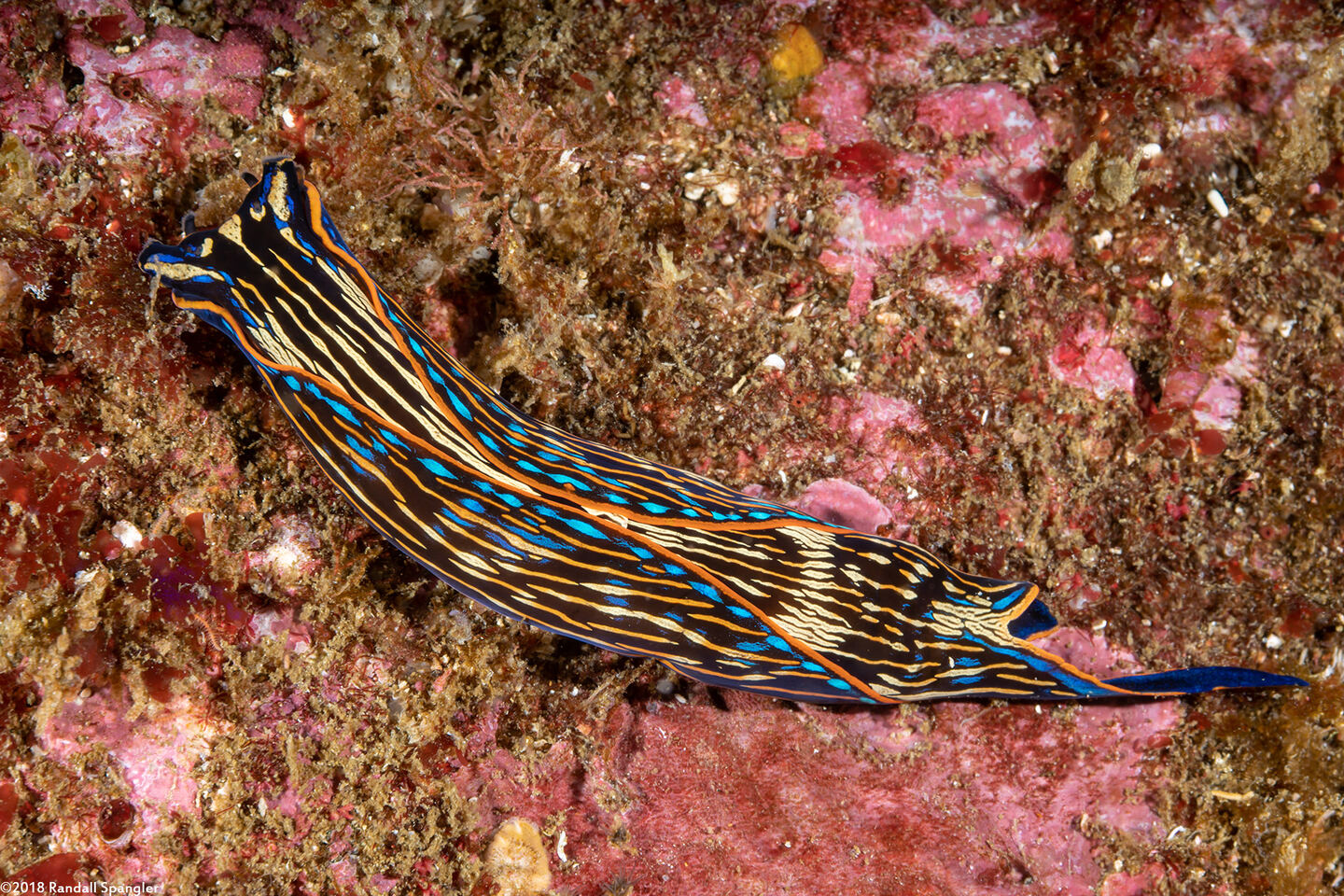 Navanax inermis (Navanax)