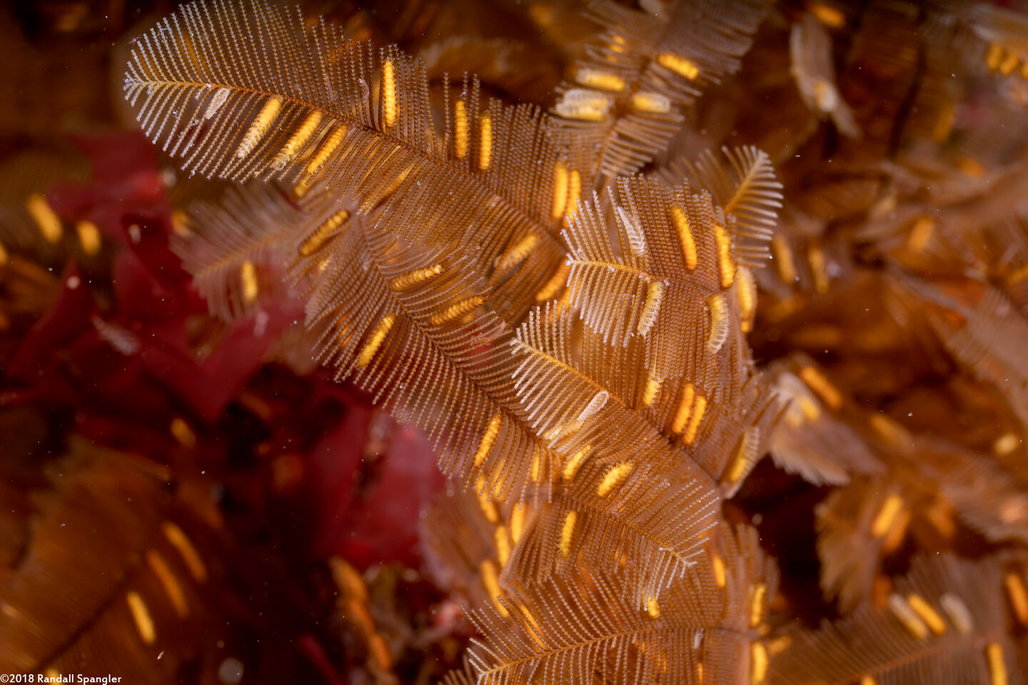 Aglaophenia struthionides (Ostrich-Plume Hydroid)