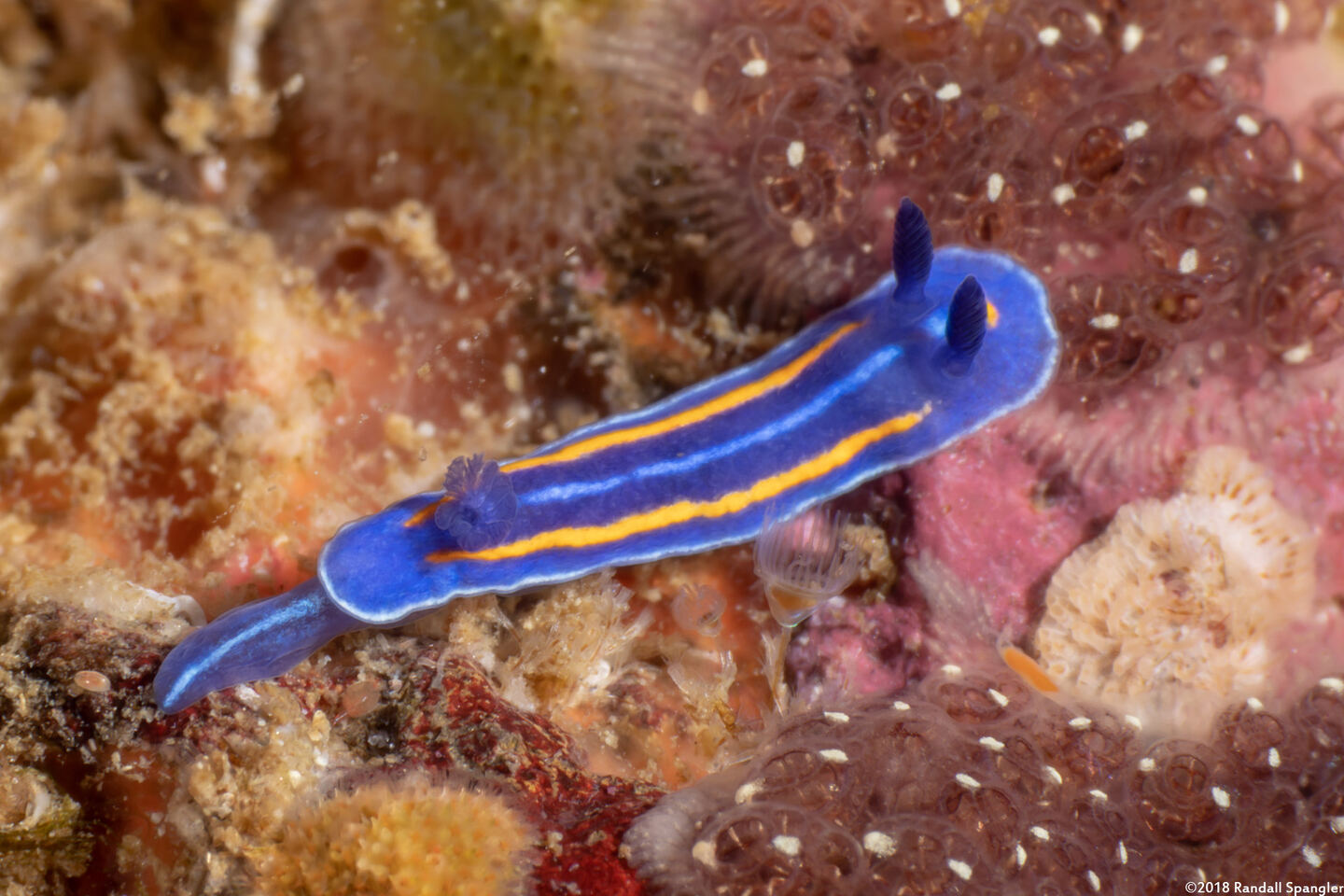 Felimare porterae (Porter's Chromodorid)