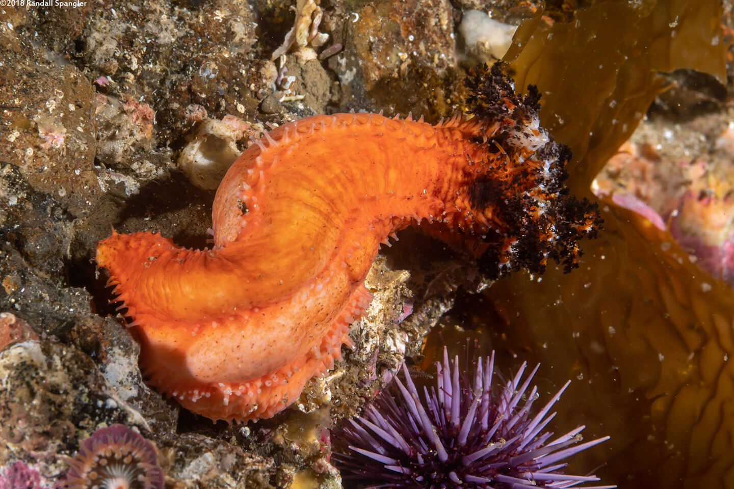 Cucumaria salma (Black and Orange Sea Cucumber)