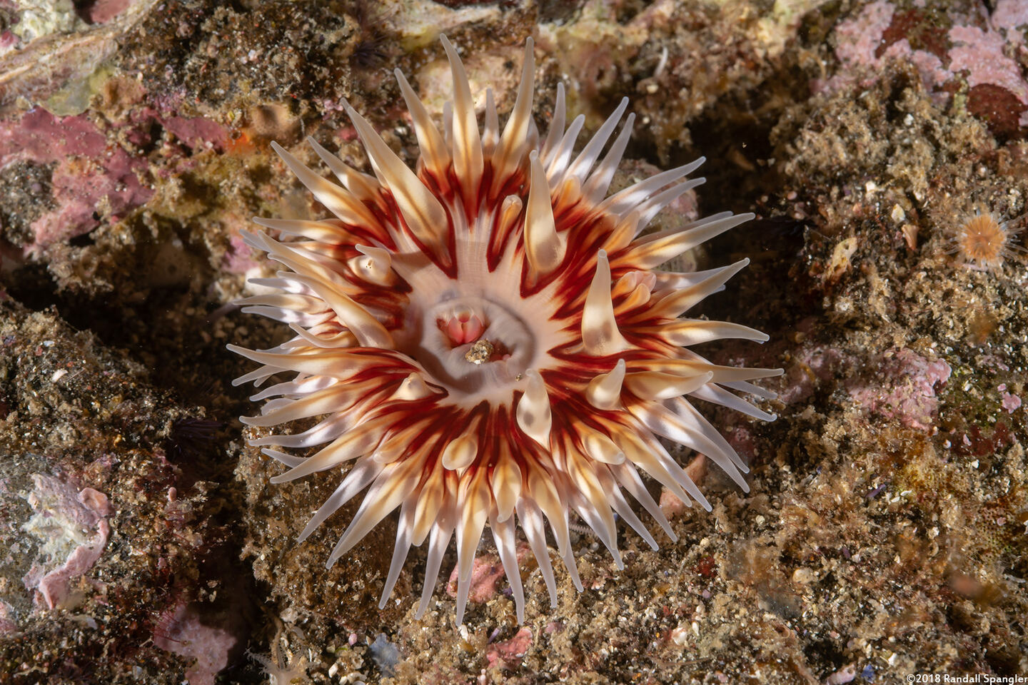 Urticina mcpeaki (McPeak's Urticina)