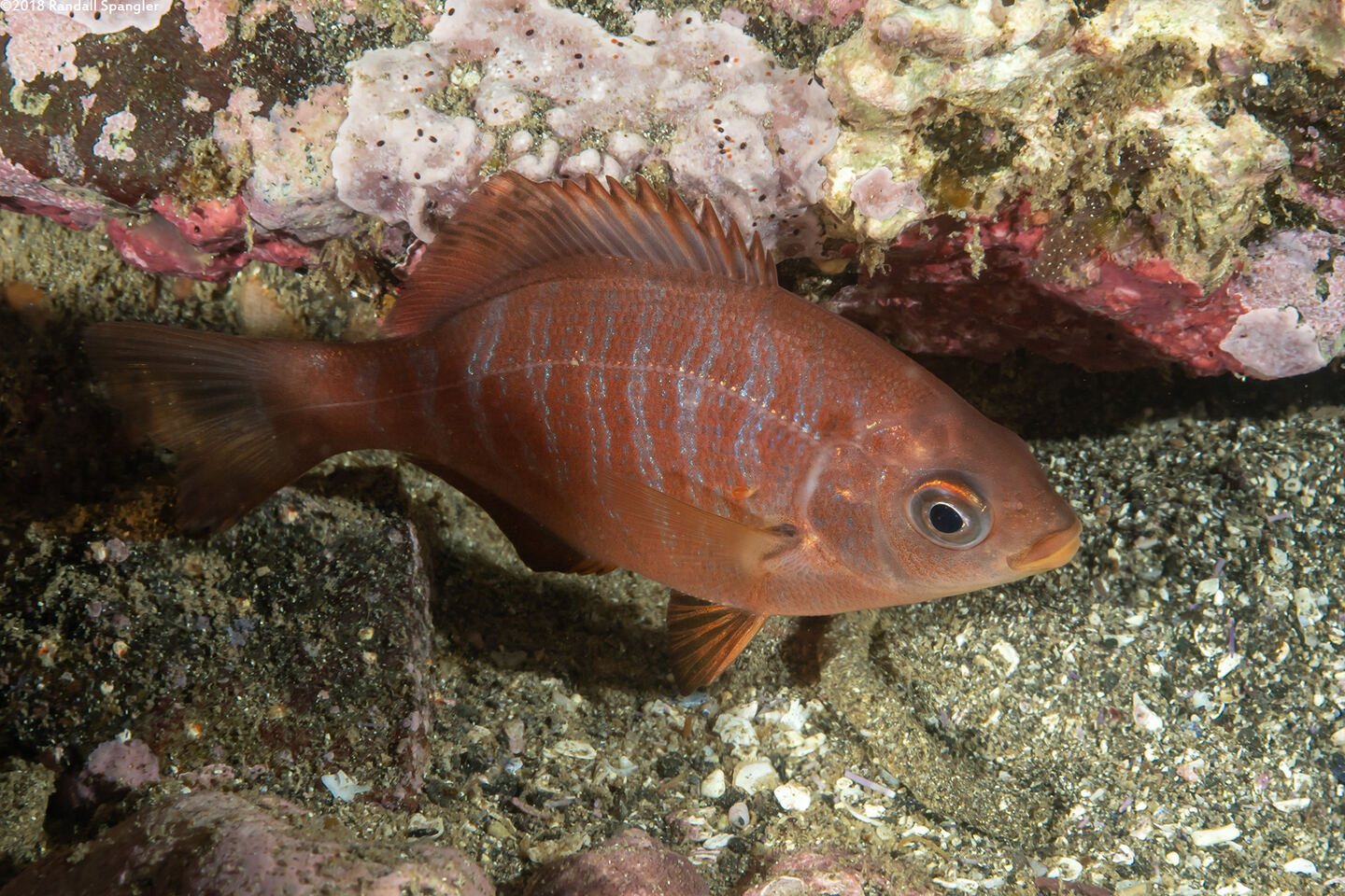 Embiotoca jacksoni (Black Perch)