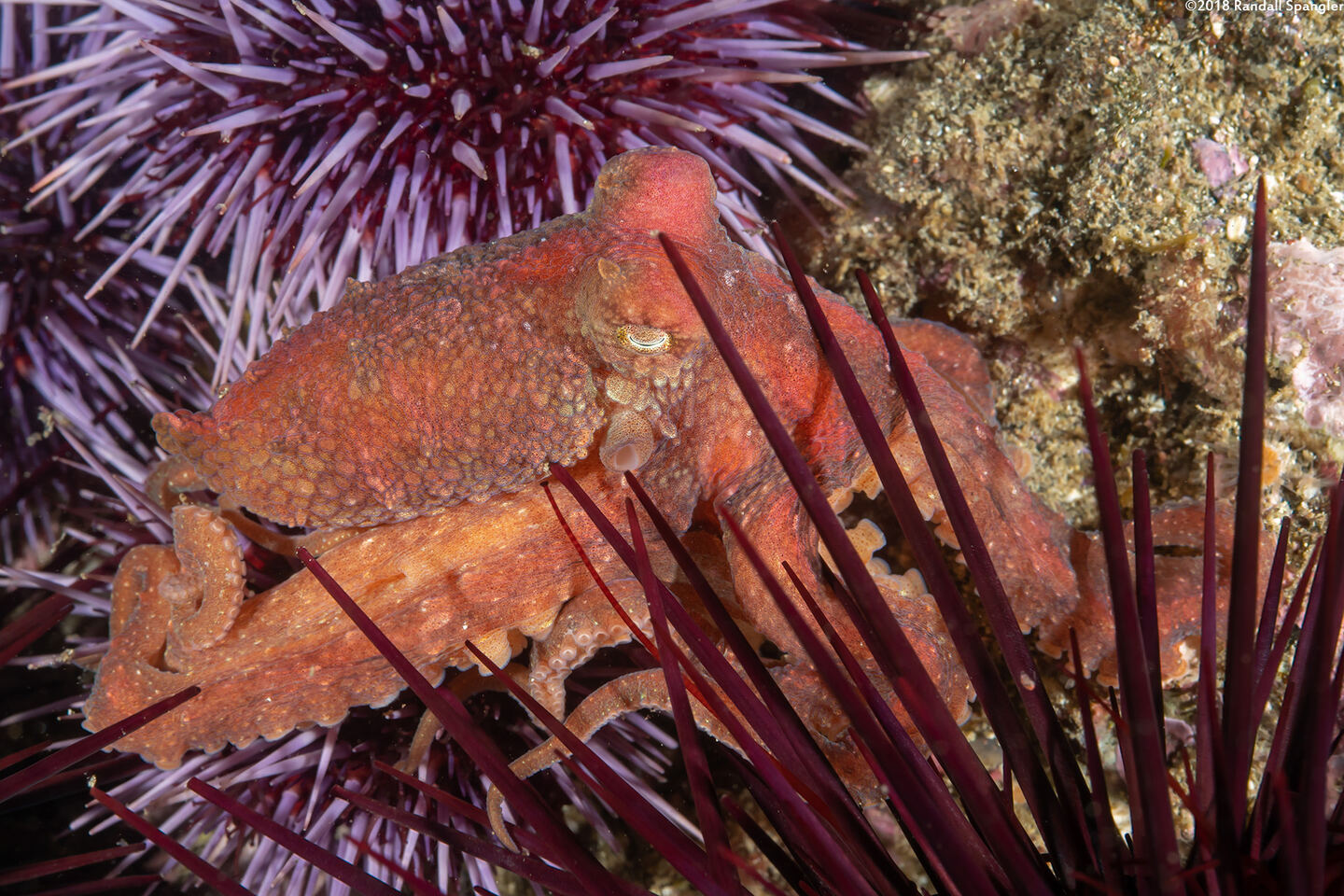 Octopus rubescens (Red Octopus)