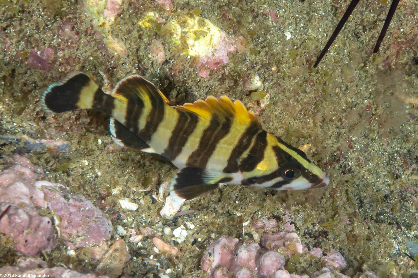 Sebastes serriceps (Treefish)