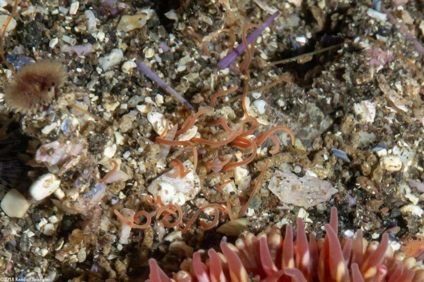 Cirriformia sp.1 (Cirriformia sp.1)