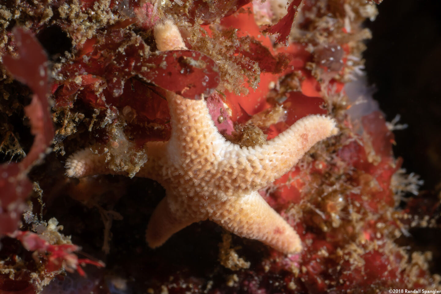 Henricia pumila (Dwarf Mottled Star)