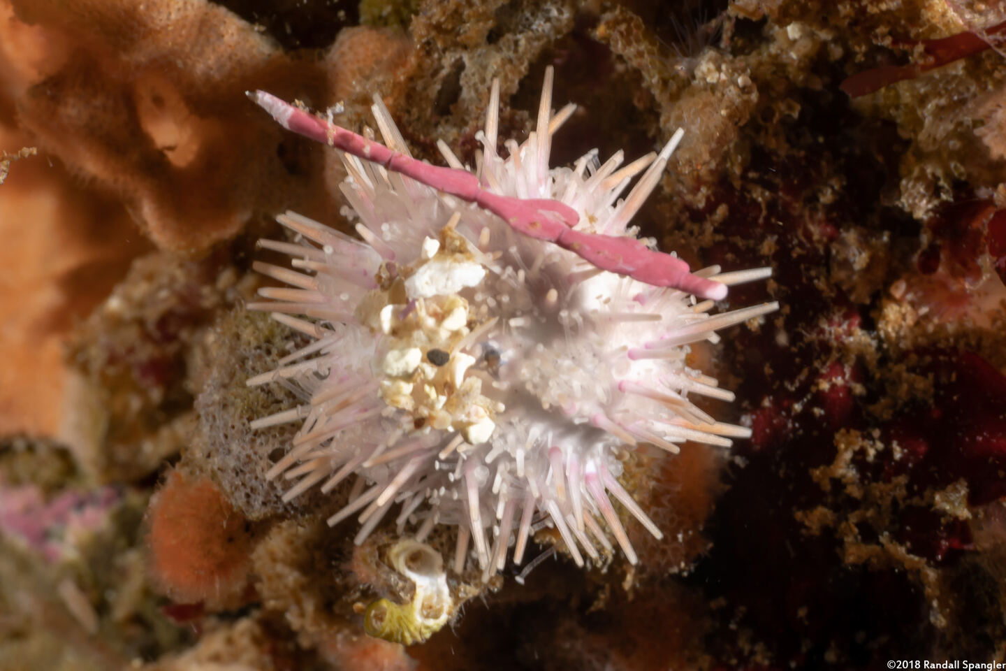 Lytechinus pictus (White Sea Urchin)