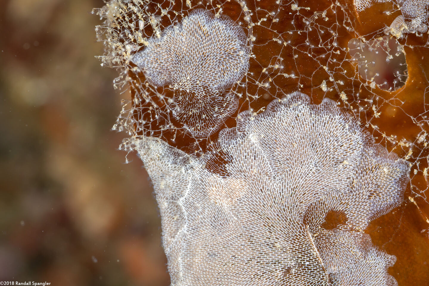 Membranipora villosa (Kelp-Encrusting Bryozoan)
