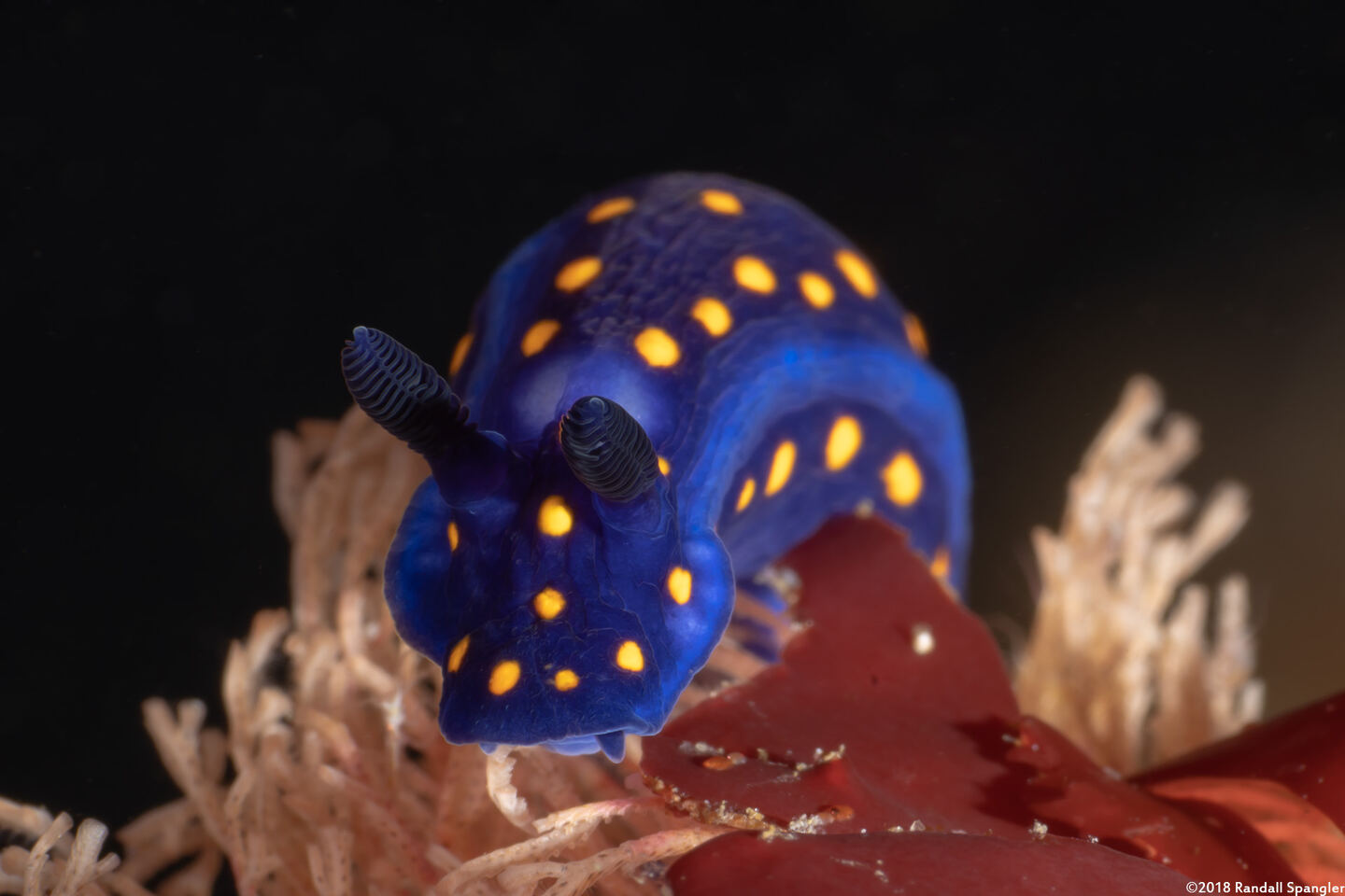 Felimare californiensis (California Chromodorid)