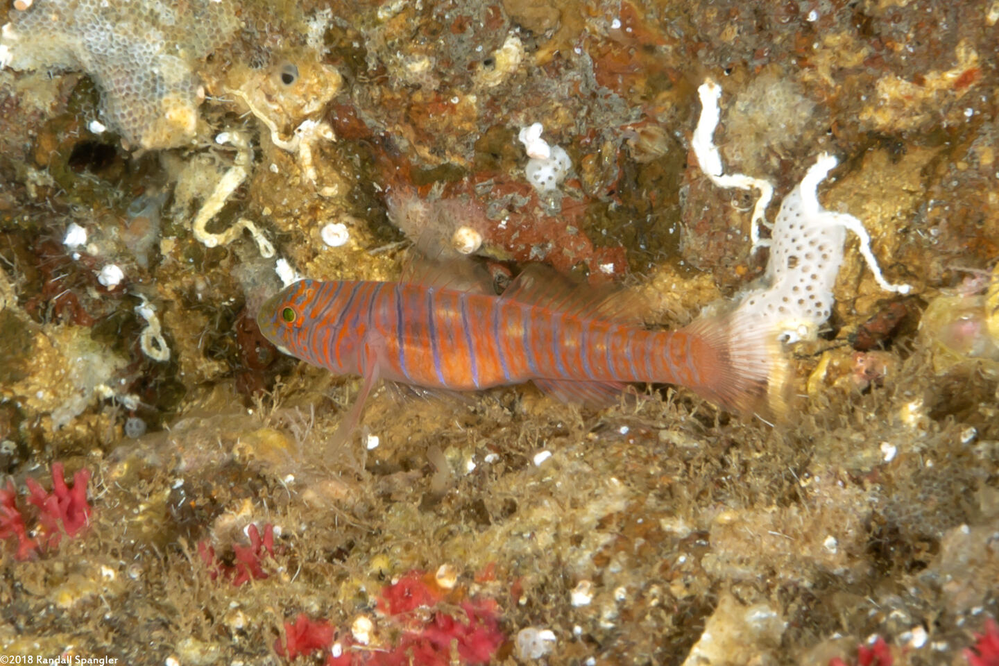 Lythrypnus zebra (Zebra Goby)