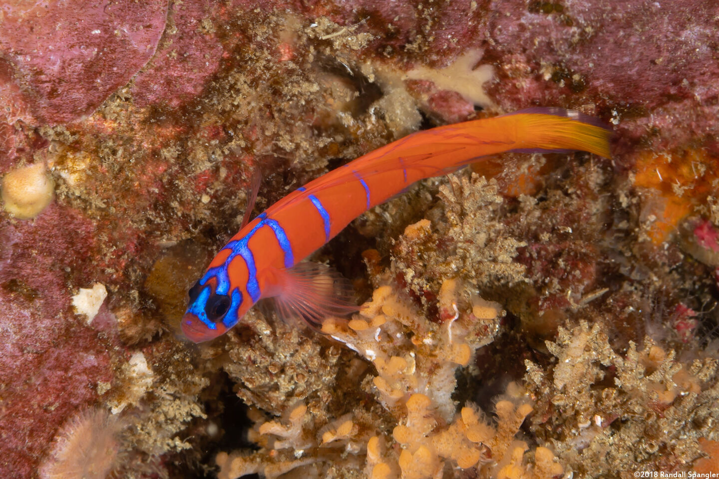 Lythrypnus dalli (Bluebanded Goby)