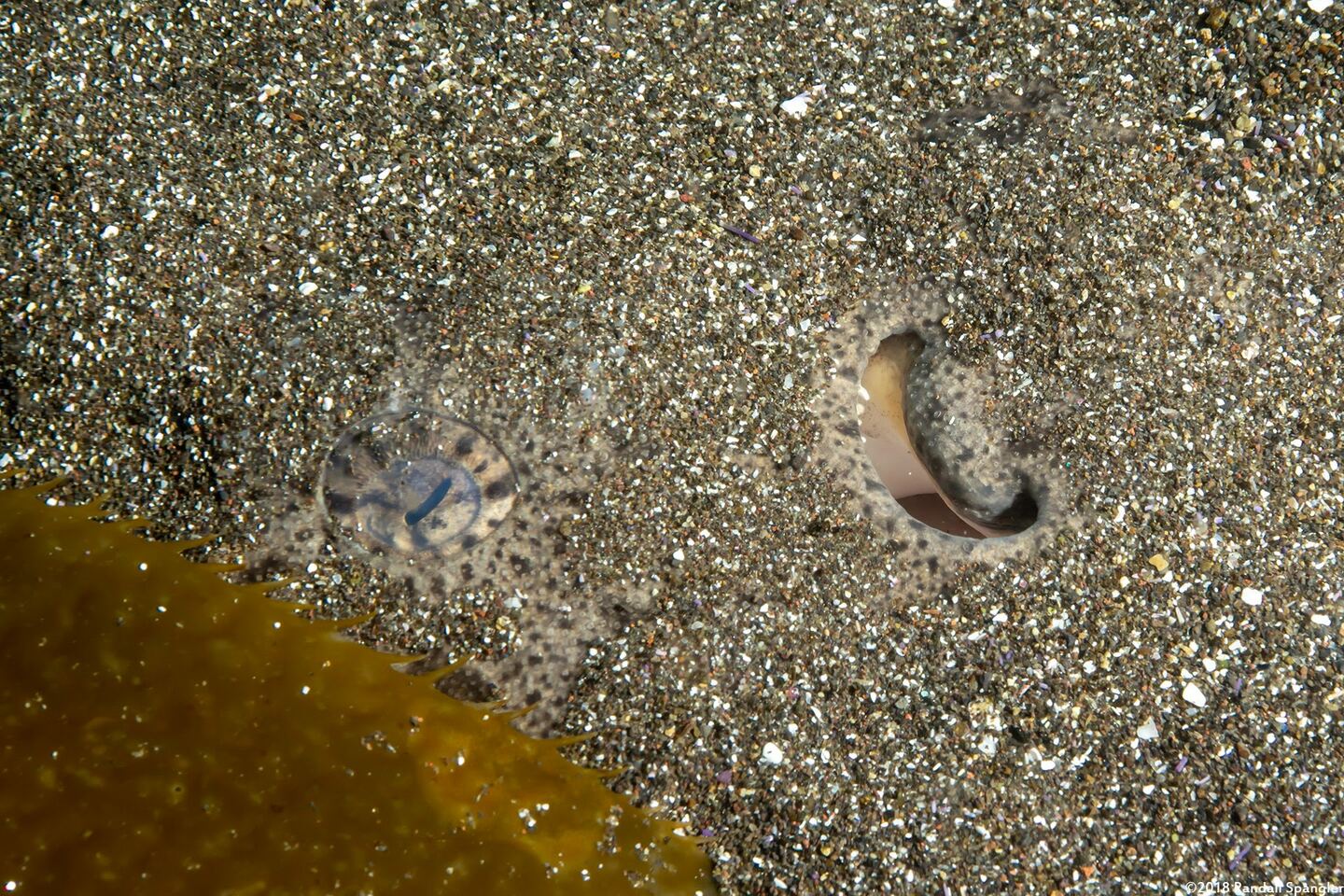 Squatina californica (Angel Shark)