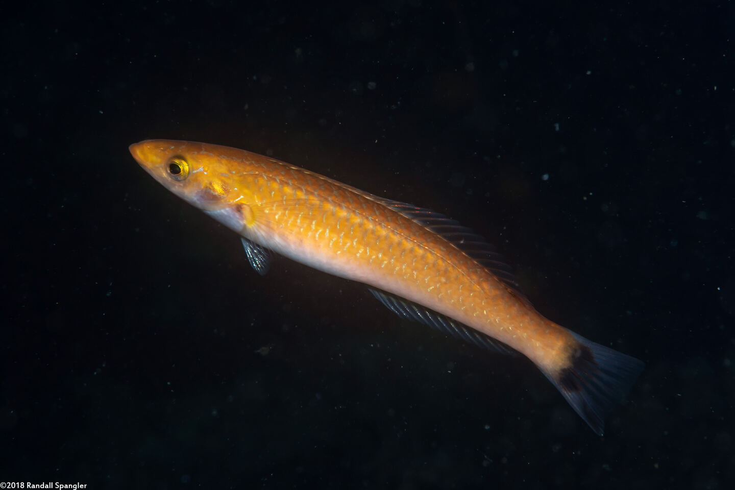 Oxyjulis californica (Señorita)