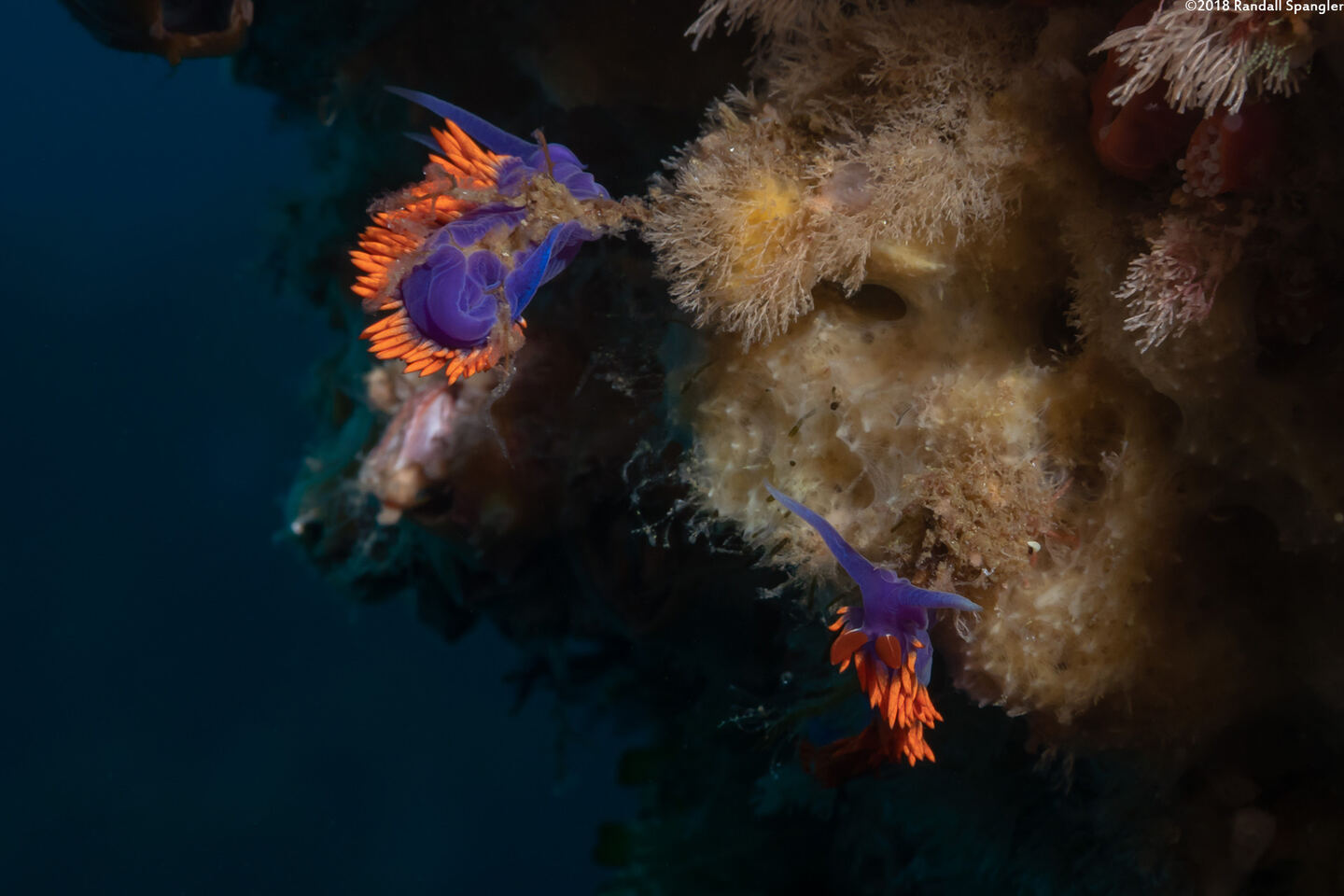 Flabellinopsis iodinea (Spanish Shawl)