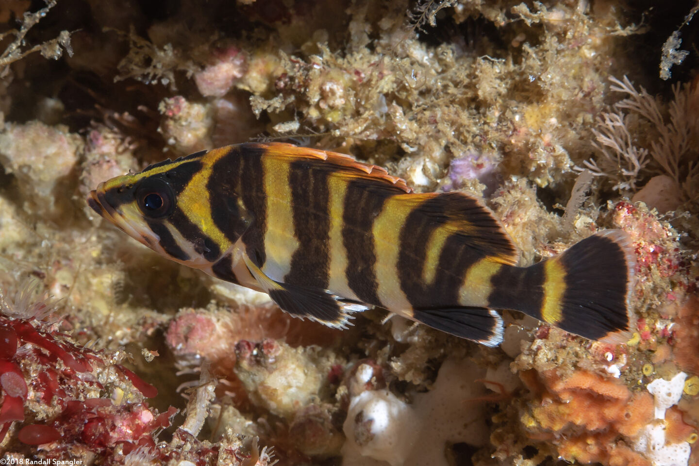 Sebastes serriceps (Treefish)