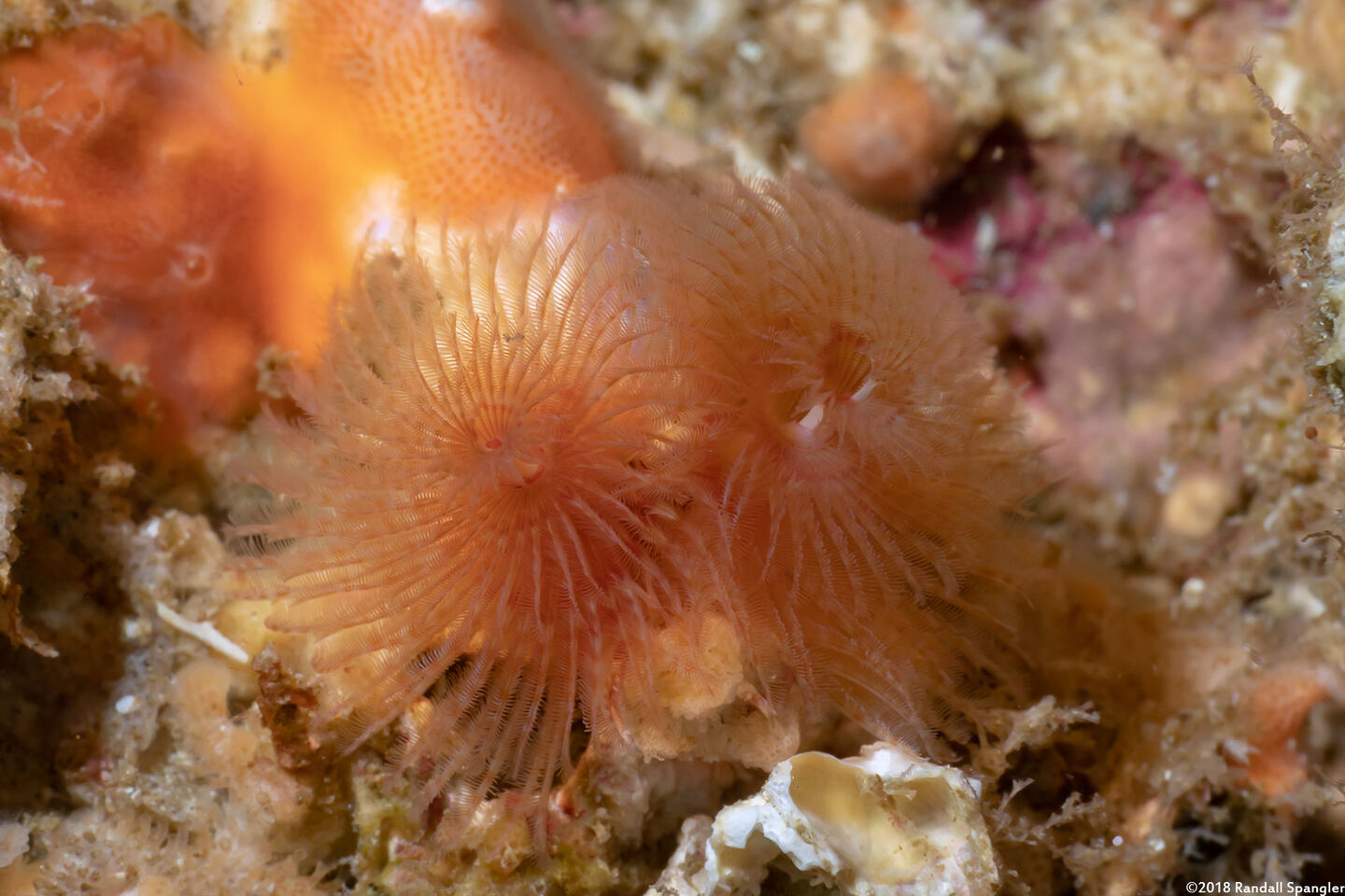 Spirobranchus spinosus (Christmas Tree Worm)