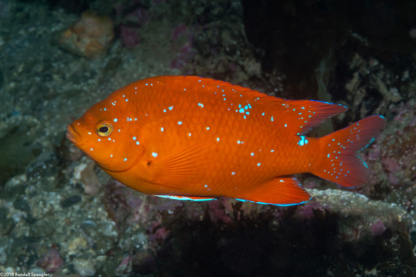 Hypsypops rubicundus (Garibaldi)