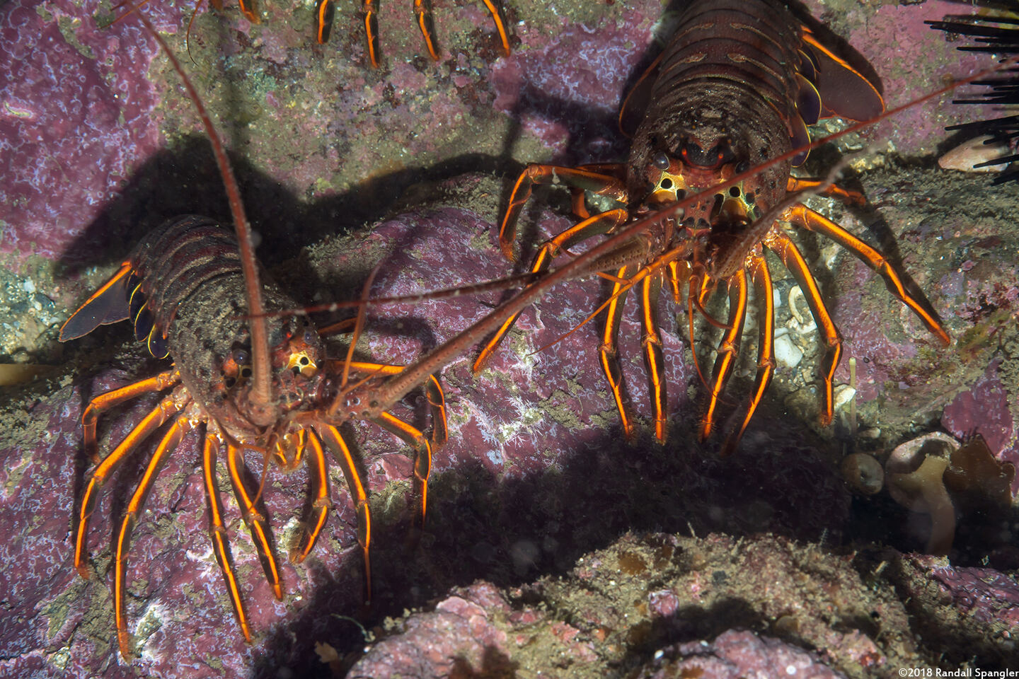 Panulirus interruptus (California Spiny Lobster)