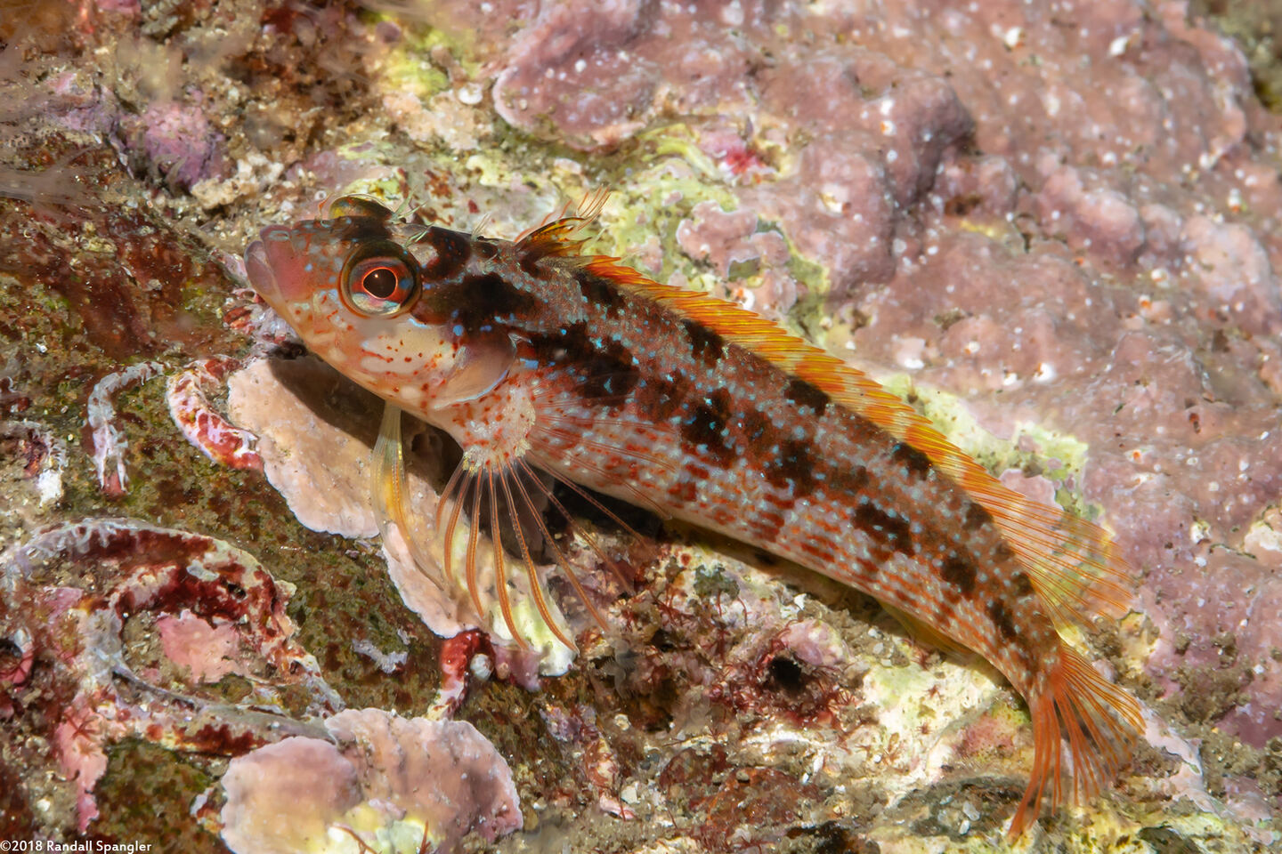 Alloclinus holderi (Island Kelpfish)