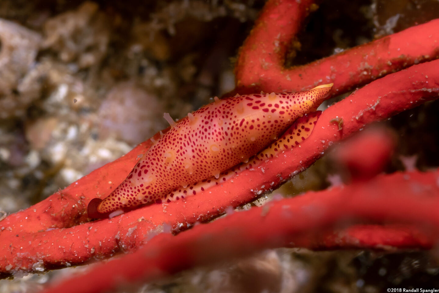 Simnia avena (Simnia)