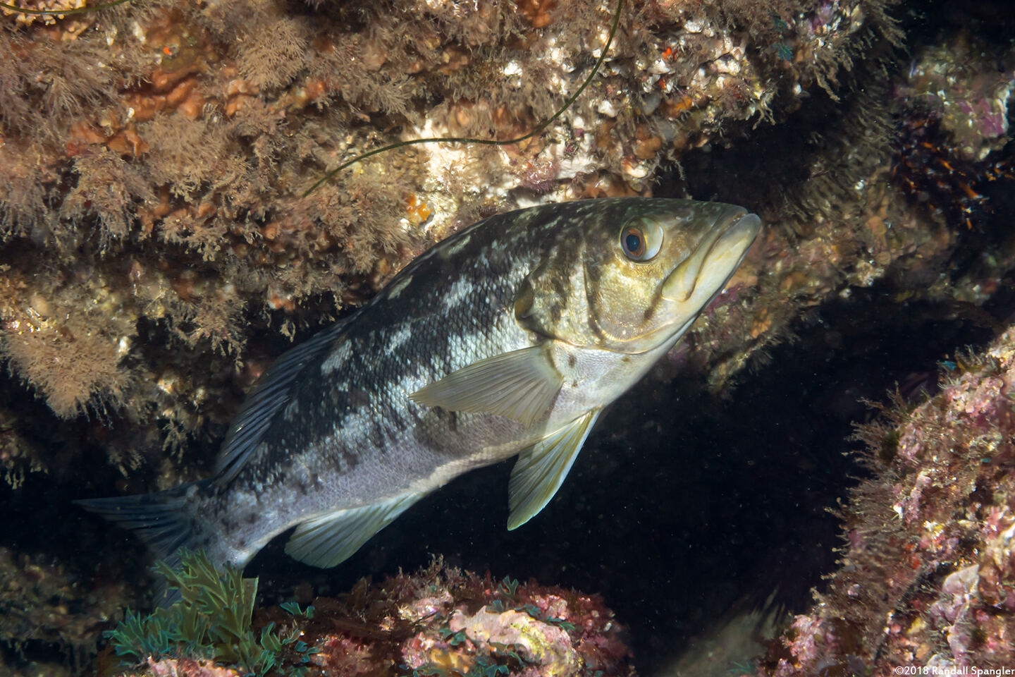 Paralabrax clathratus (Kelp Bass)