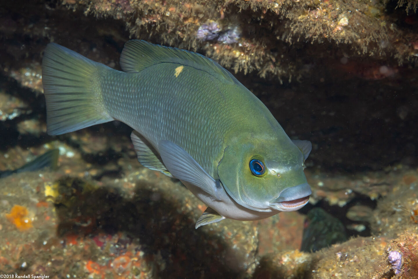 Girella nigricans (Opaleye)
