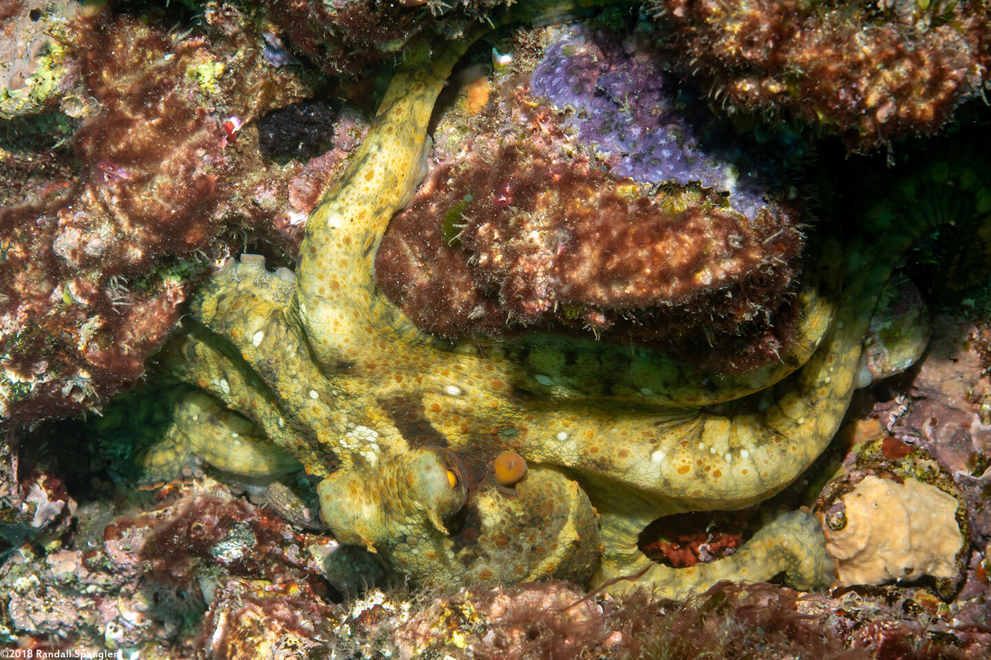 Octopus bimaculatus (Two-Spot Octopus)