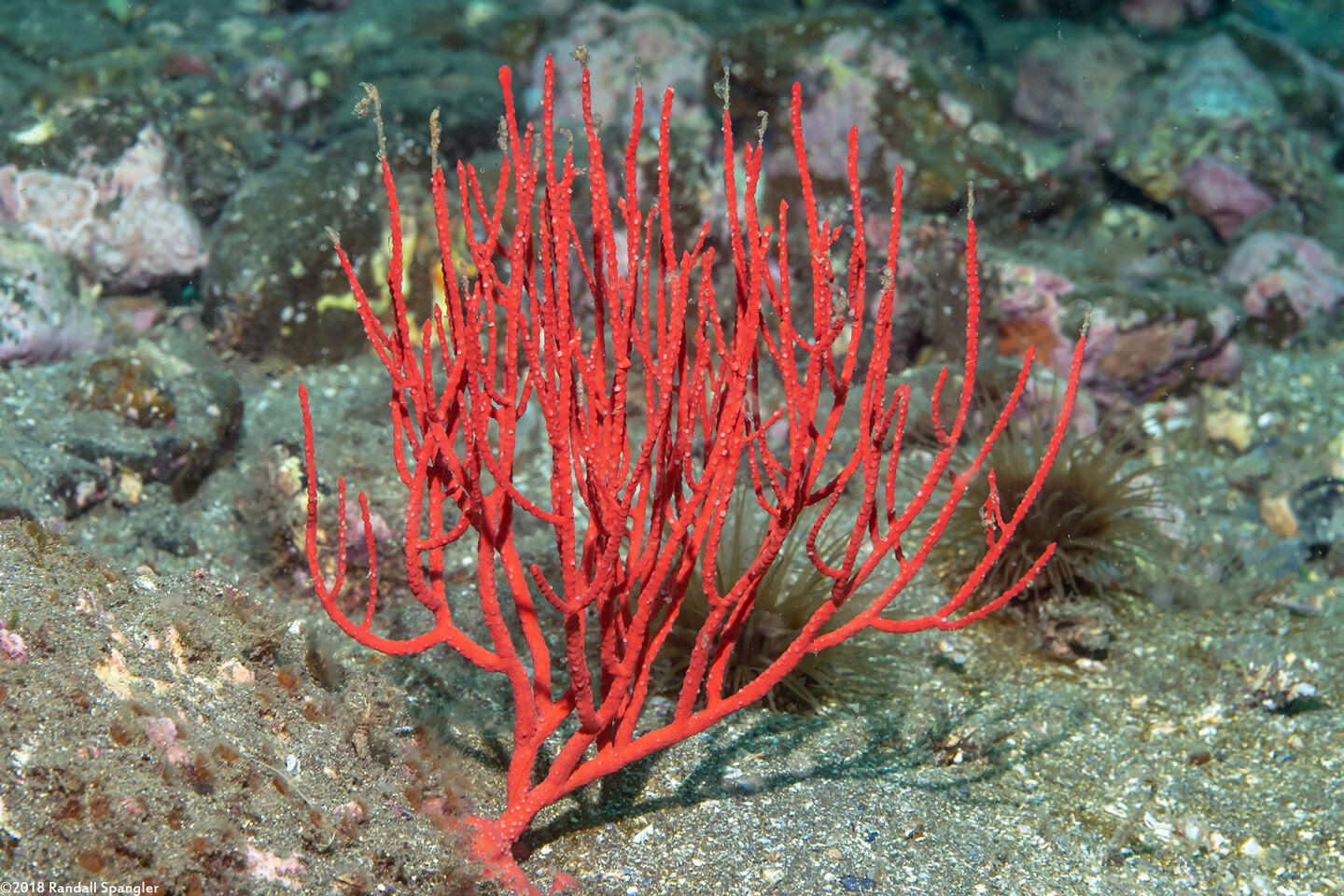 Leptogorgia chilensis (Red Gorgonian)