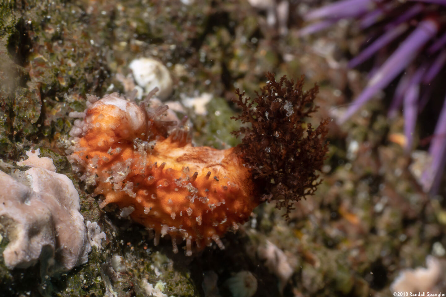 Pachythyone rubra (Red Sea Cucumber)