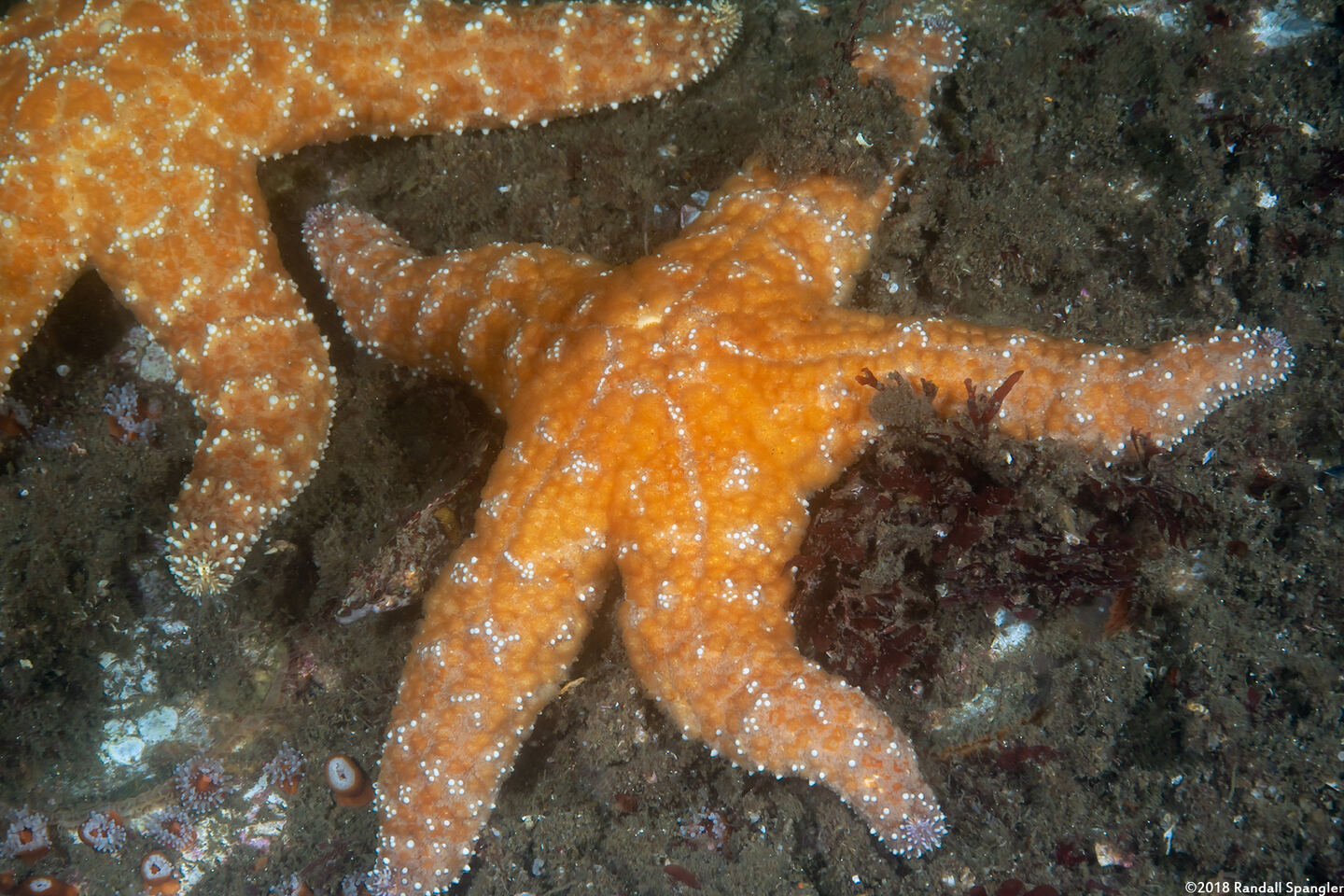Pisaster ochraceus (Ochre Star)