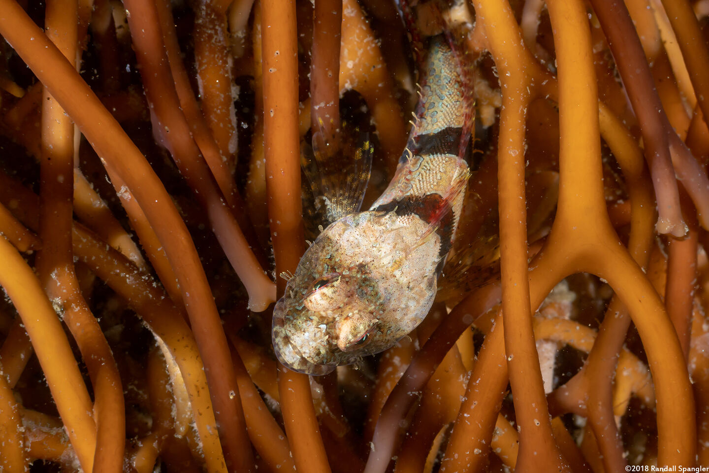 Artedius corallinus (Coralline Sculpin)