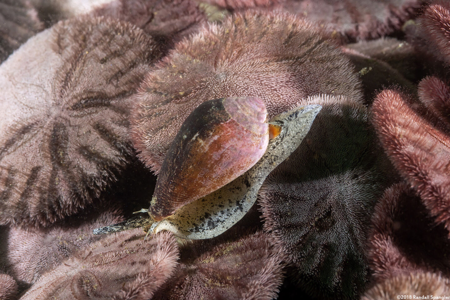 Californiconus californicus (California Cone Snail)