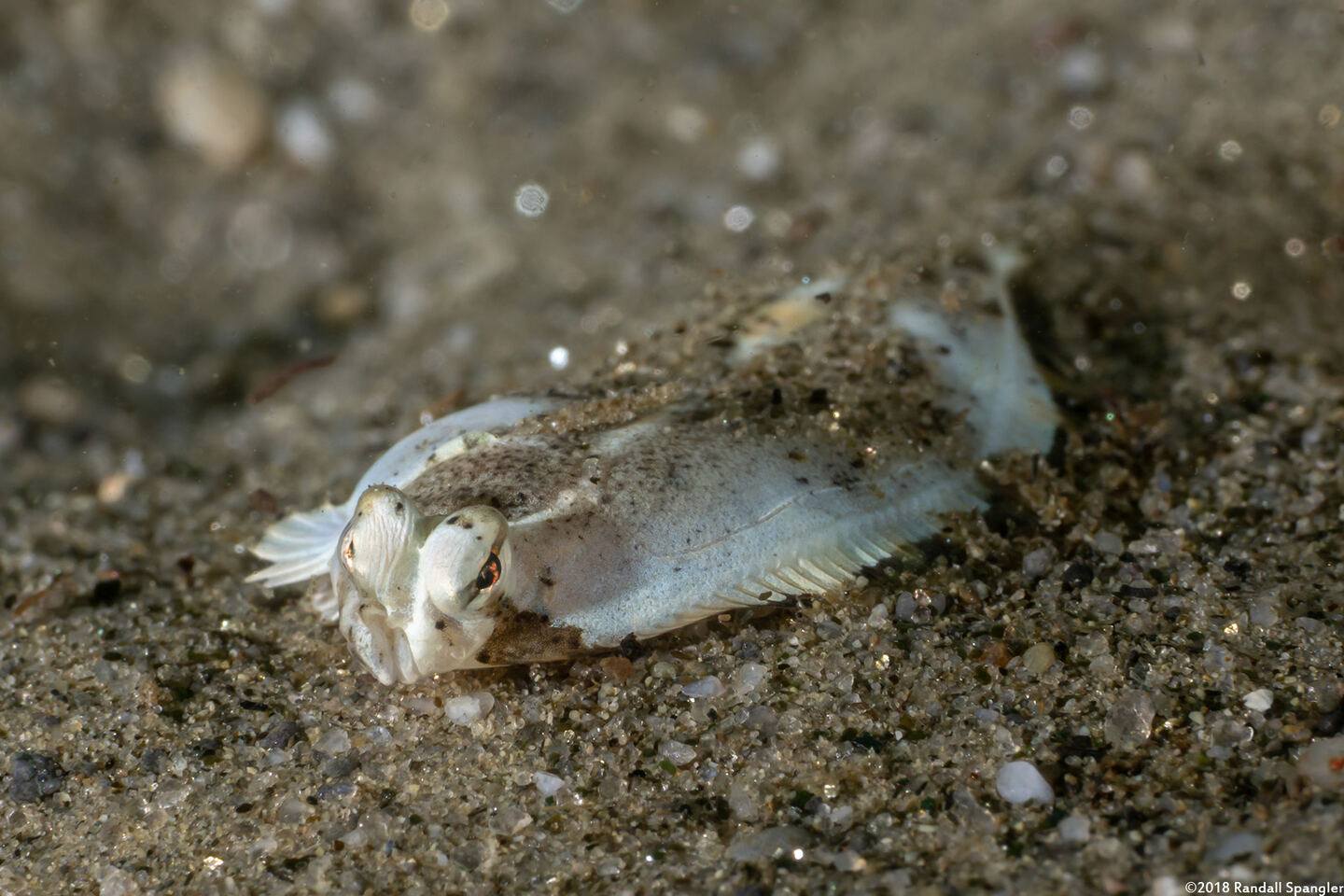 Pleuronichthys coenosus (C-O Sole)