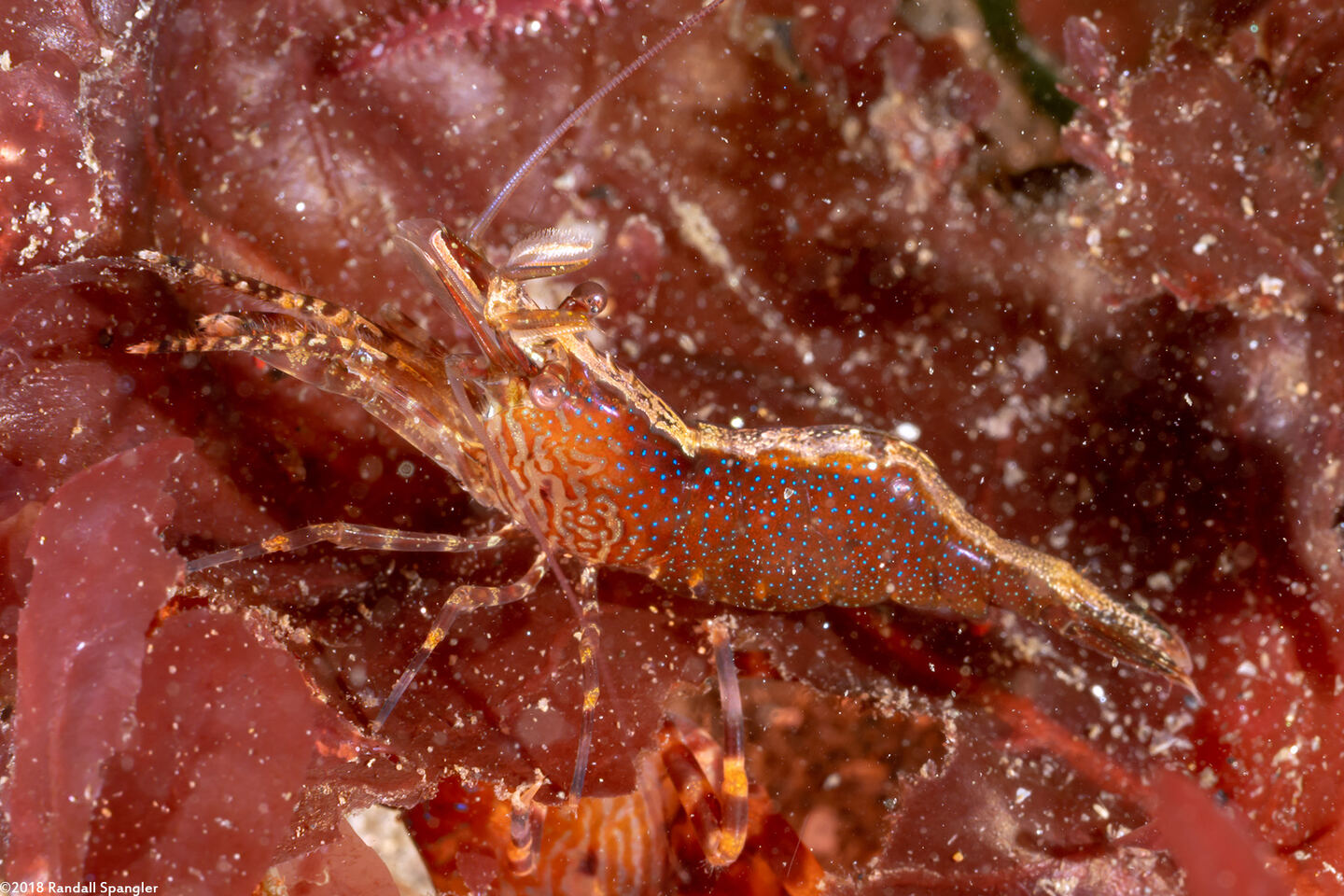 Heptacarpus palpator (Intertidal Coastal Shrimp)