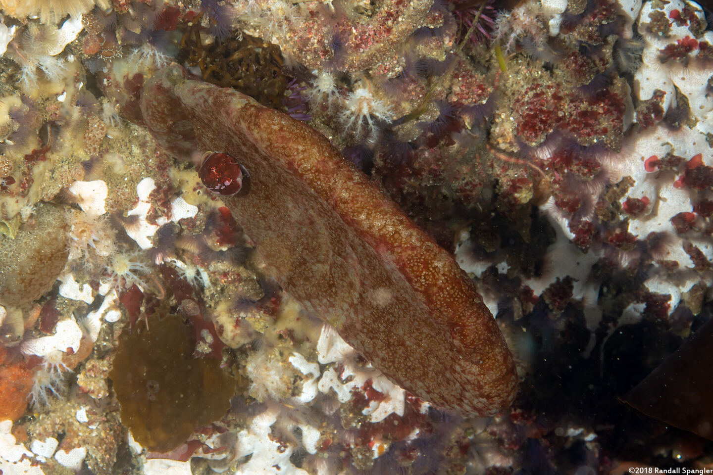 Polyclinum planum (Polyclinum Planum)