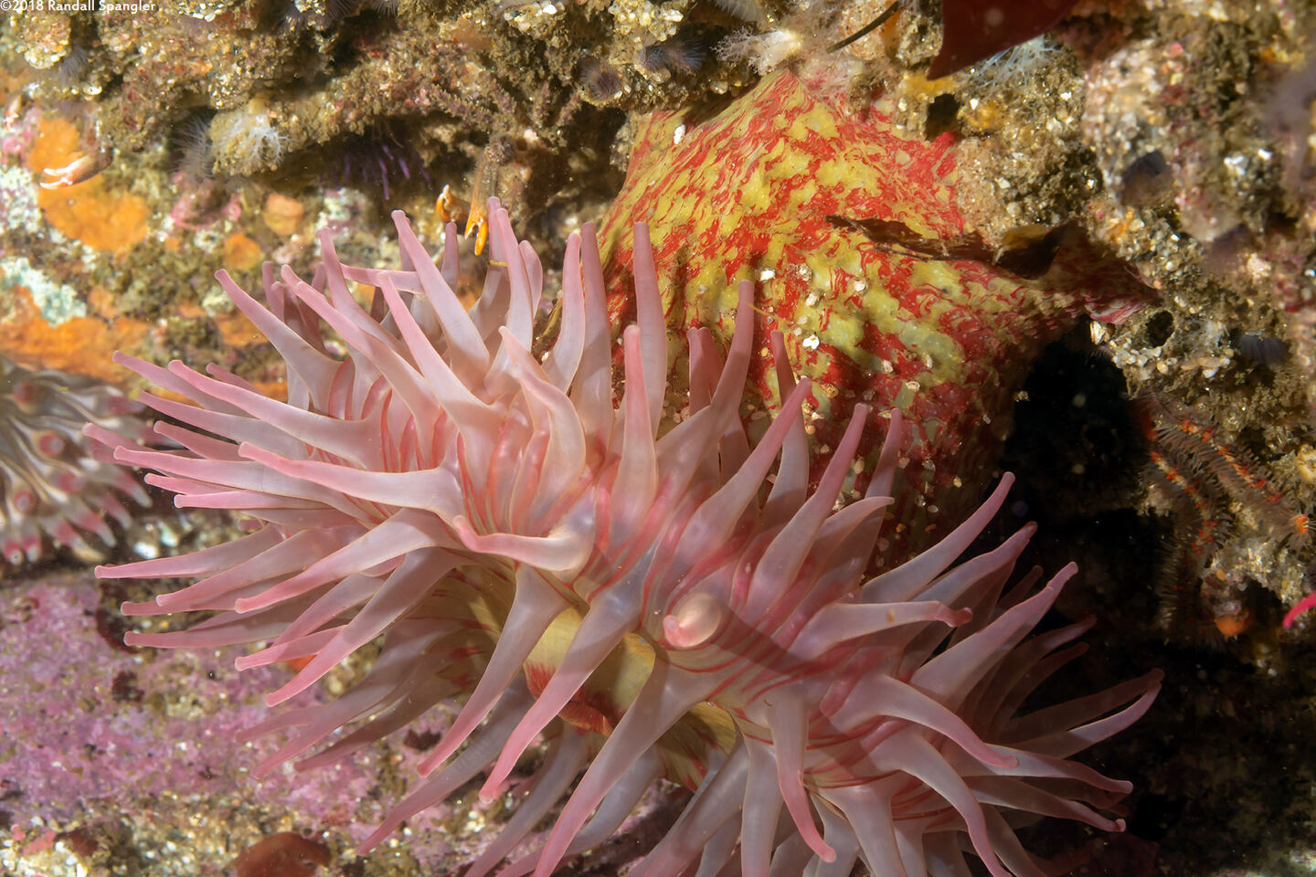 Urticina grebelnyi (Painted Urticina)