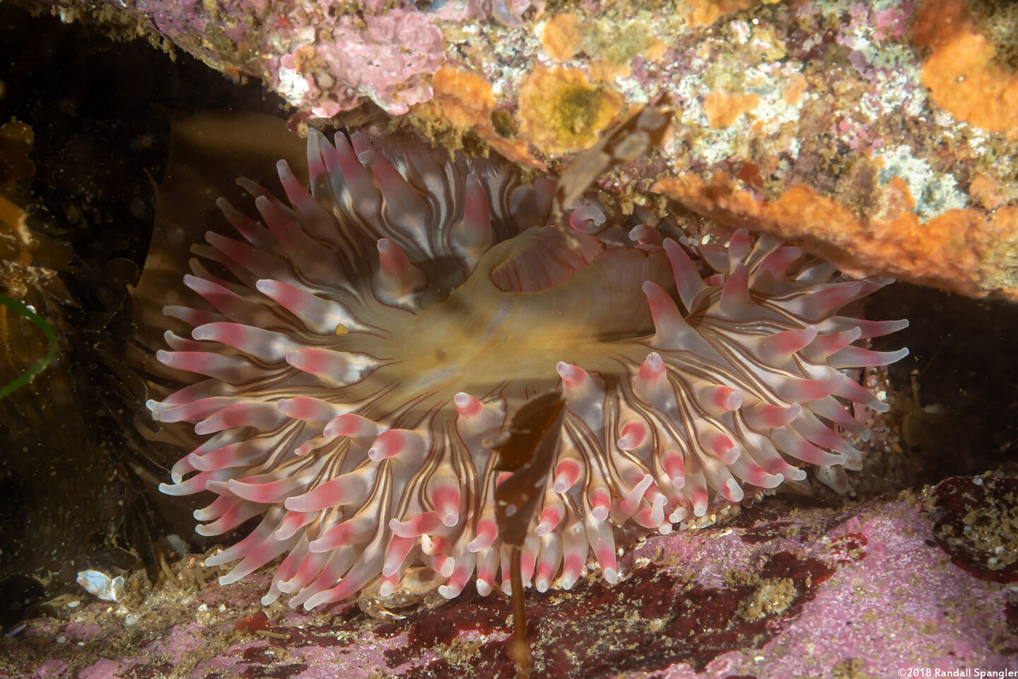 Urticina coriacea (Stubby Rose Anemone)