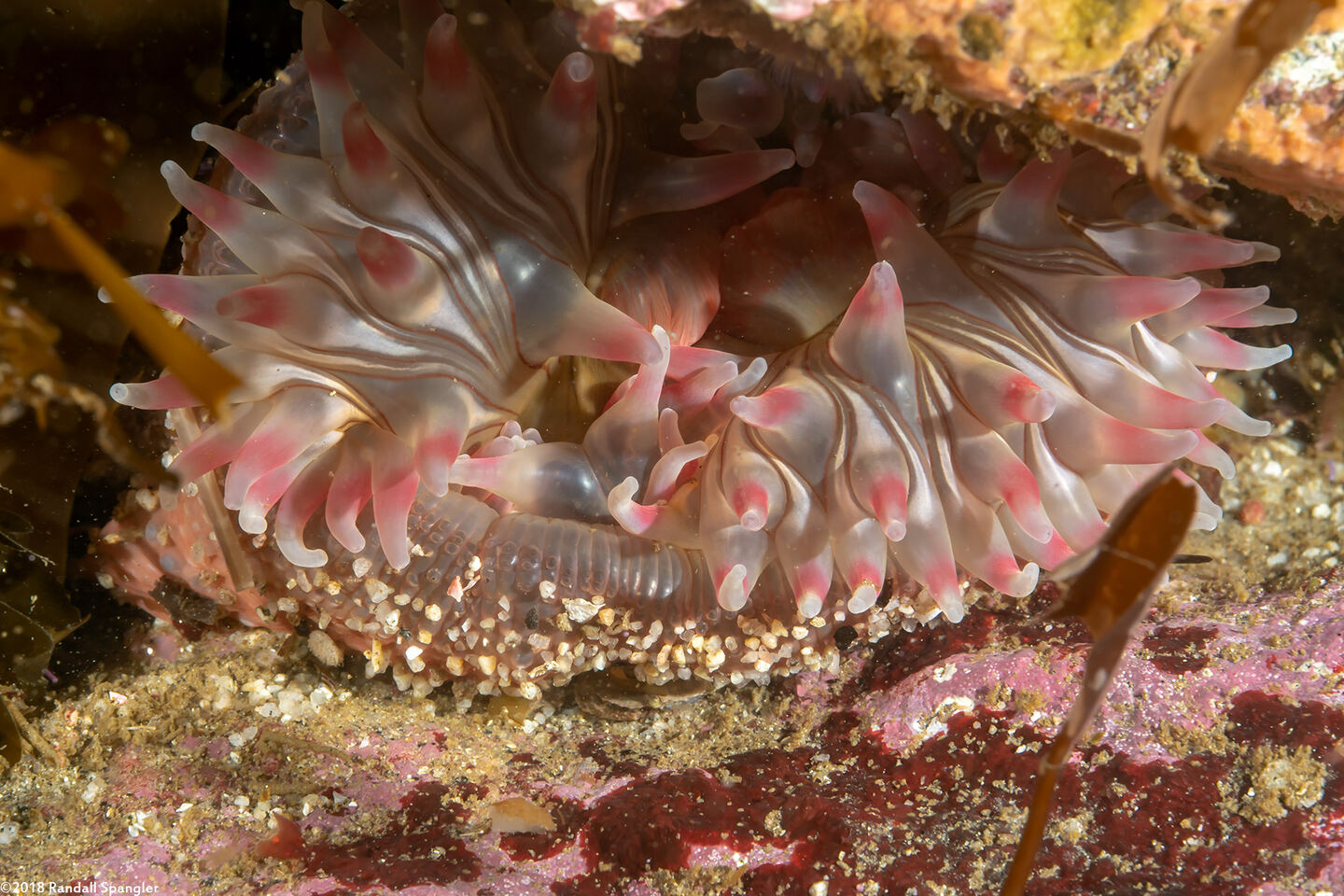 Urticina coriacea (Stubby Rose Anemone)