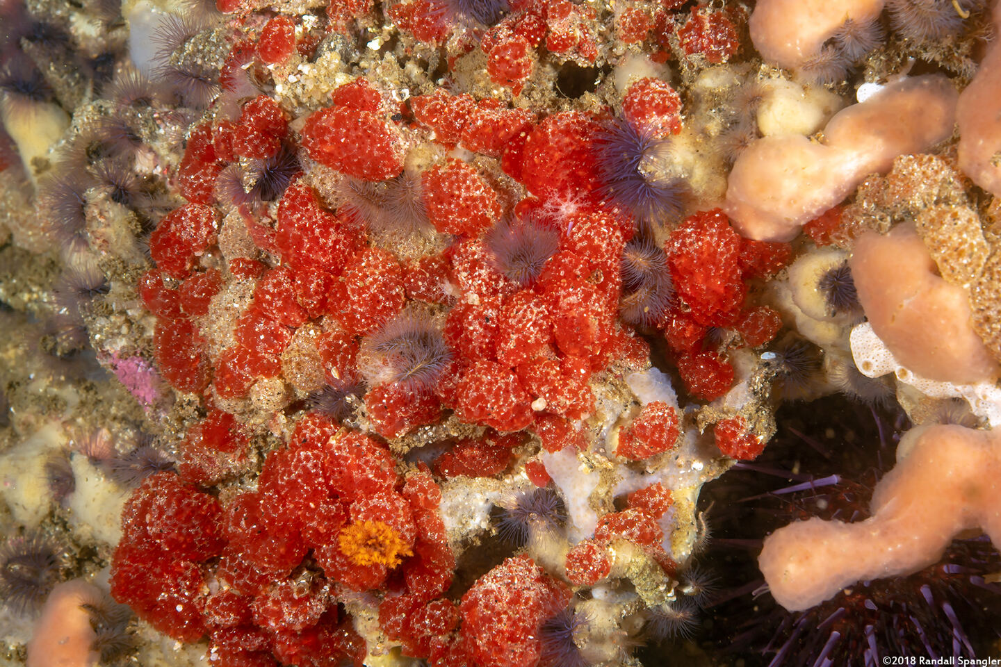 Ritterella rubra (Red Currant Tunicate)