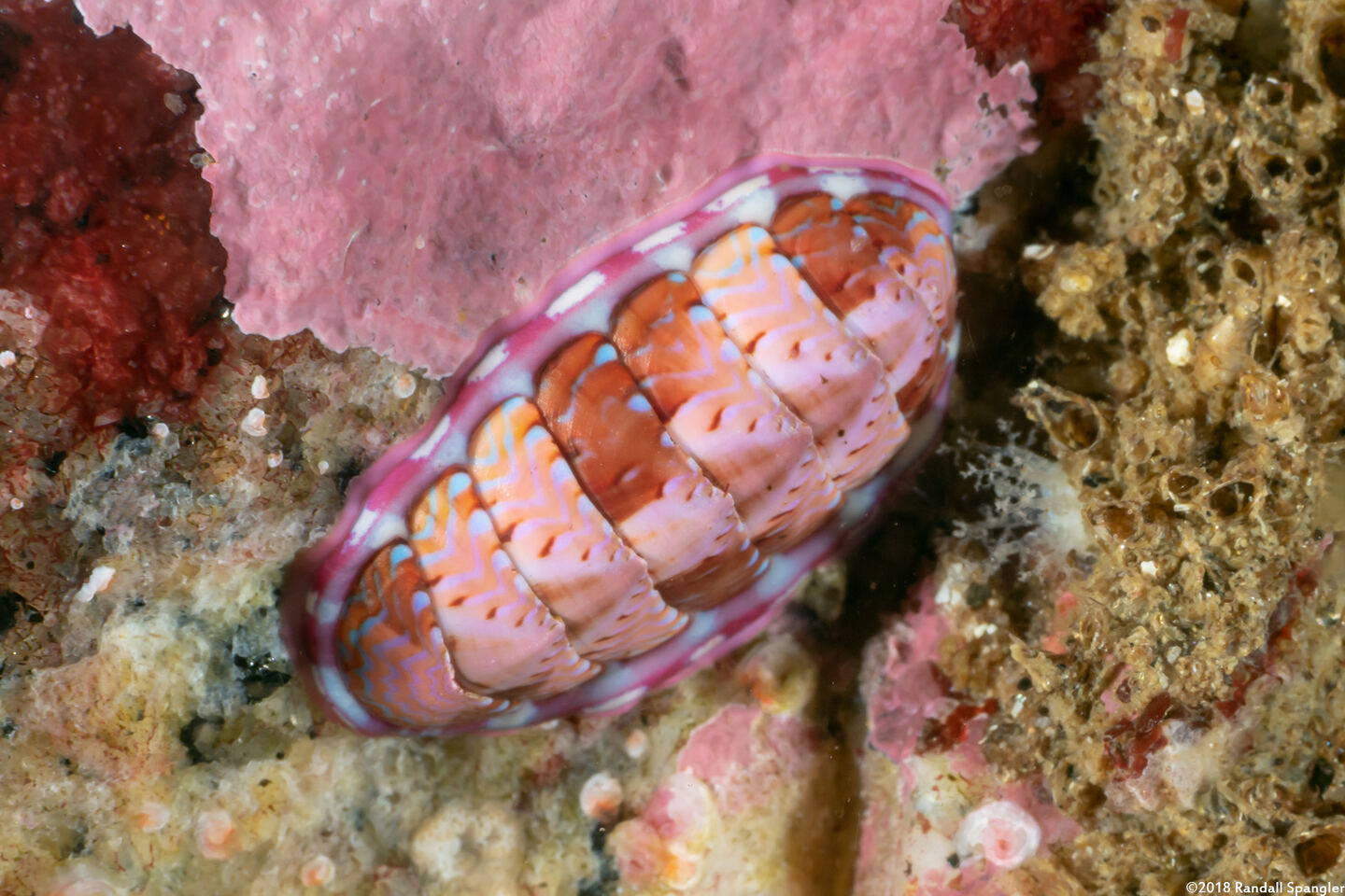 Tonicella lineata (Blue Lined Chiton)