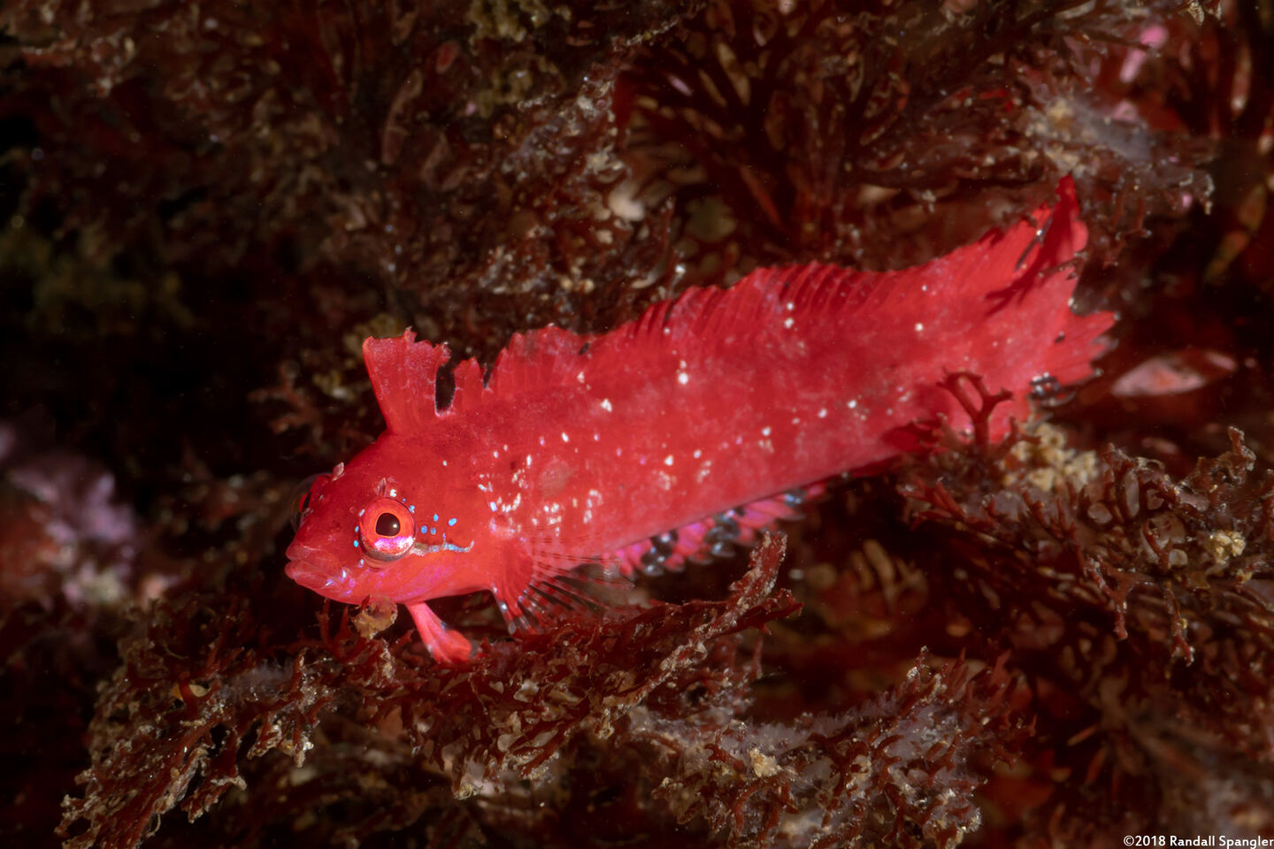 Gibbonsia montereyensis (Crevice Kelpfish)