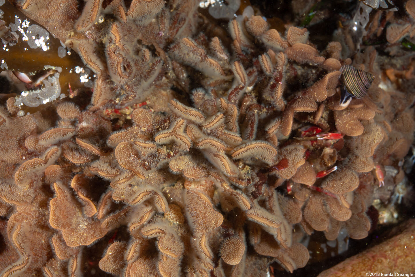 Primavelans sp.1 (Primavelans sp.1)