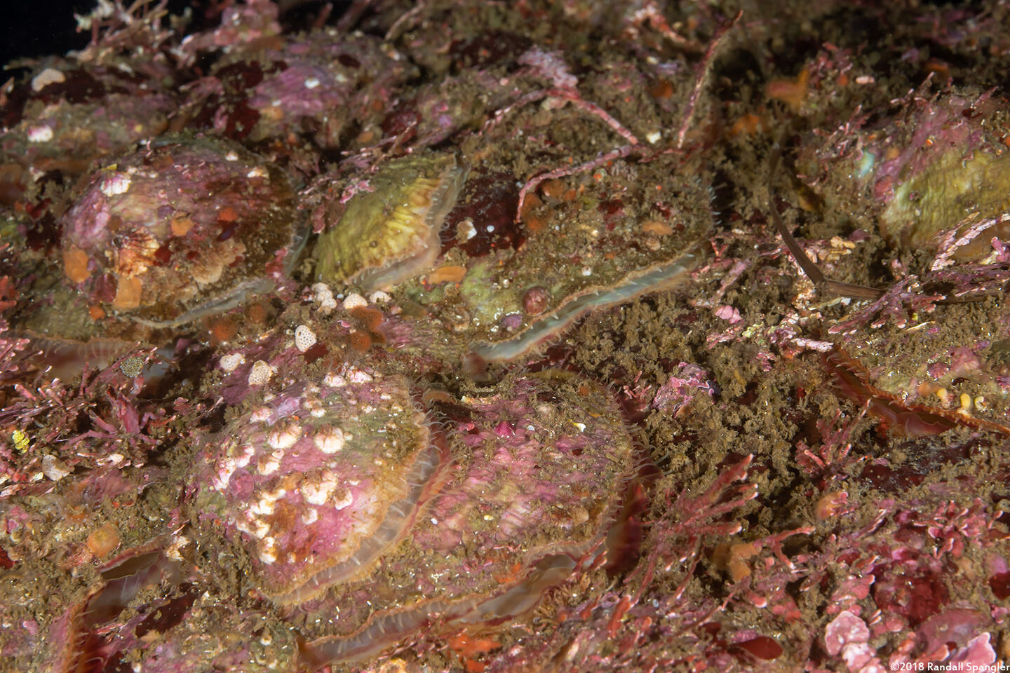 Pododesmus macrochisma (Abalone Jingle)