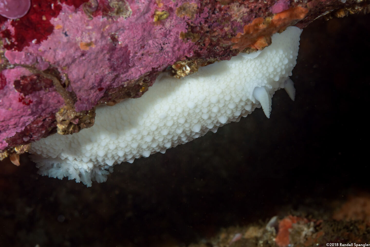 Doris odhneri (White Knight Dorid)