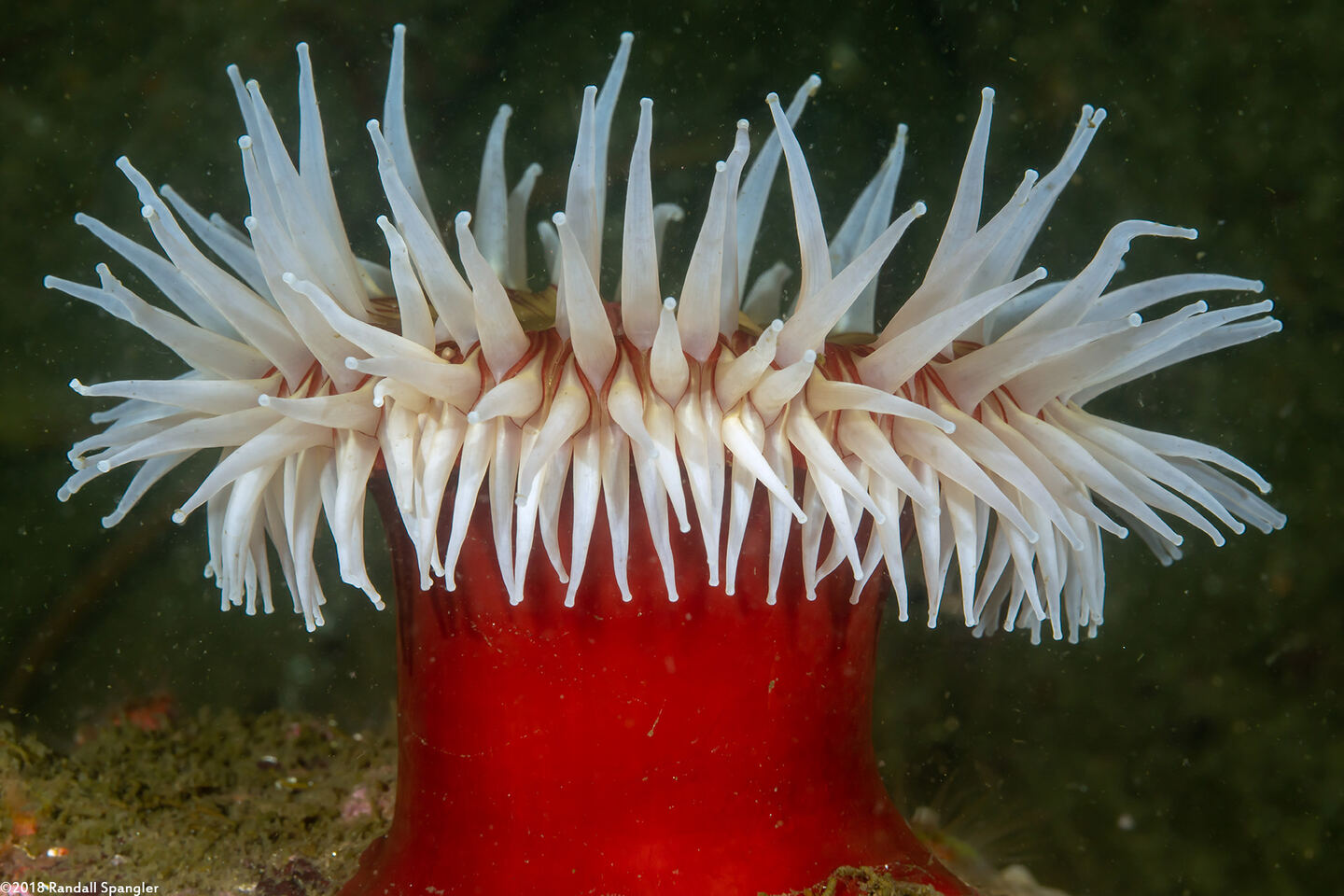 Urticina piscivora (Fish-Eating Urticina)